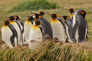 CRUCEROS AUSTRALIS CRUCEROS STELLA AUSTRALIS CRUCEROS TIERRA DE FUEGO CRUCEROS PATAGONIA CRUCEROS CHILE CRUCEROS PATAGONIA ARGENTINA CRUCEROS FIORDOS DE CHILE CRUCEROS GLACIARES SUDAMERICA CRUCEROS SUDAMERICA CRUCEROS FIORDOS DE CHILE CRUCEROS TIERRA DE FUEGO CRUCEROS AUSTRALIS CRUCEROS DE EXPEDICION CRUCEROS CHILE CRUCEROS CHILEAN FJORDS CRUISE PATAGONIAN CRUISES AUSTRALIS CRUISES FIORDOS GLACIARES PATAGONIA CRUCEROS SUDAMERICA CRUCEROS SUR AMERICA CRUCEROS AMERICA DEL SUR CRUCEROS FIORDOS DE CHILE EXPEDITION CRUISES CRUCEROS DE EXPLORACION #CrucerosAustralis #CrucerosFiordosDeChile #ChileanFjords #Chile #Patagonia #Argentina #Cruceros #Cruises #CrucerosDeExpedicion #CrucerosDeExploracion #Cruceroclick